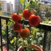 Altea Fruttosano tekoče kalcijevo gnojilo proti pomanjkanju kalcija pri sadju in zelenjavi