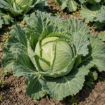 Semena zelja Brunswick Franchi Sementi za pridelavo velikih čvrstih glav, primernih za kisanje in zimsko shranjevanje