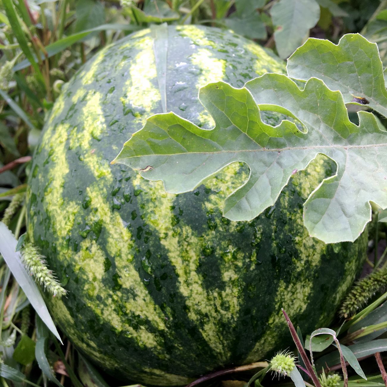 Slika za kategorijo Semena lubenic in melon