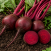 Rdeča pesa Egiptovska med rastjo na zelenjavnem vrtu