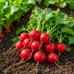 Redkvica Cherry Belle med rastjo na zelenjavnem vrtu