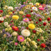 Semena mešanice enoletnih cvetlic za sušenje Fiori Secchi Multicolor Franchi Sementi, višina rastlin 60–70 cm, primerne za sončno lego in suhe šopke.