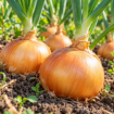 Semena čebule Valenciana Temprana Franchi Sementi, zgodnja sorta čebule s srednje velikimi stožčastimi čebulicami, zlato ovojnico in belim nežnim mesom.