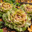 Pisani radič Variegata di Castelfranco med rastjo na zelenjavnem vrtu
